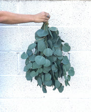 Load image into Gallery viewer, DRIED Eucalyptus Trio Bouquets | Silver Dollar, Sugar Gum, Silver Leaf Branches | Aromatherapy, Centerpiece Wedding Decor, Tablescape
