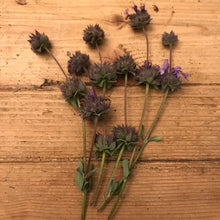 Load image into Gallery viewer, Dried Cleveland Sage Sprigs | Aromatherapy, Self Care Six Sprigs 5&quot;-7&quot;
