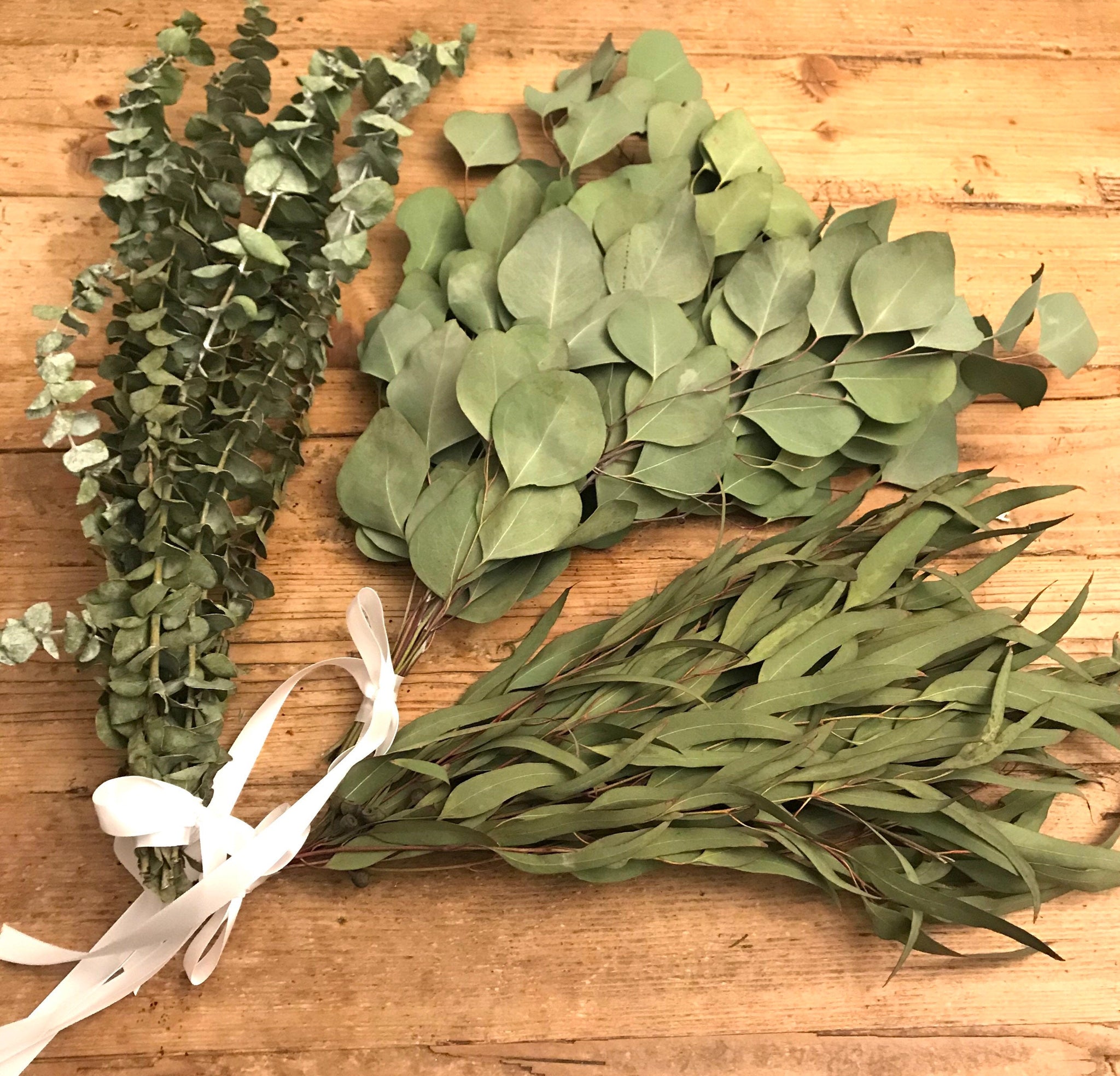 Dried Silver Dollar Eucalyptus, Dried Flowers, Dried Greenery, Dried Leaves  – Paintingforhome